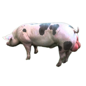 Đực Giống Pietrain (GP)