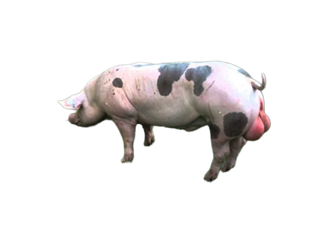 Đực Giống Pietrain (GP)