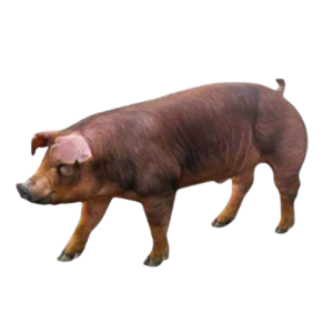 Đực DANISH DUROC