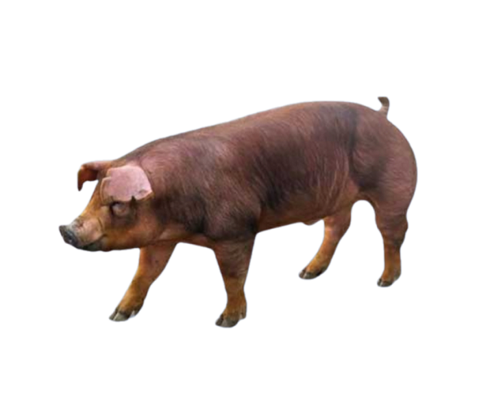 Đực DANISH DUROC
