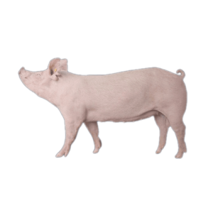 Heo Nái 2 Máu Đan Mạch (PS-F1)