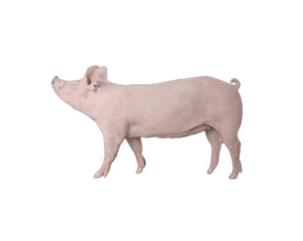 Heo Nái 2 Máu Đan Mạch (PS-F1)