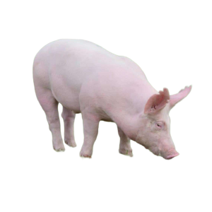 Giống heo Yorkshire – (GP)