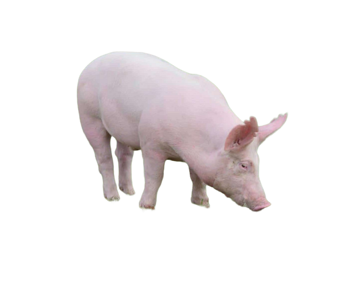 Giống heo Yorkshire – (GP)