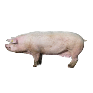 Giống heo Landrace (GP)