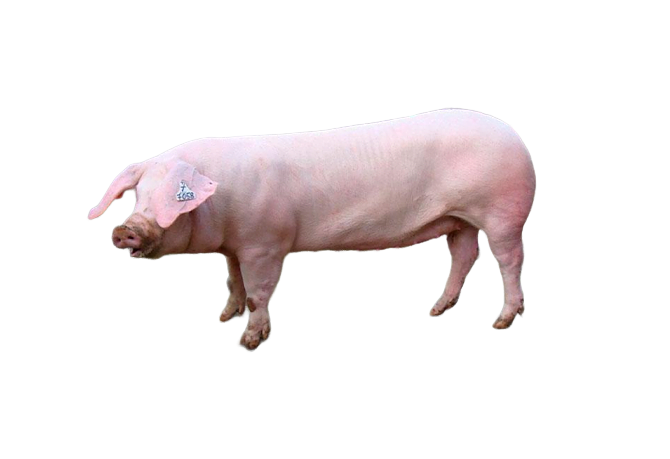 Nái Danish Landrace (GP)