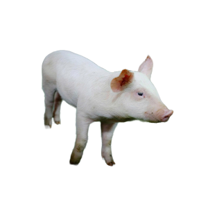 Heo Con Thương Phẩm Nuôi Thịt