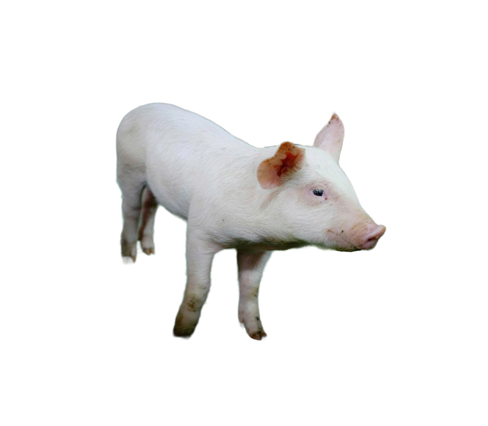 Heo Con Thương Phẩm Nuôi Thịt