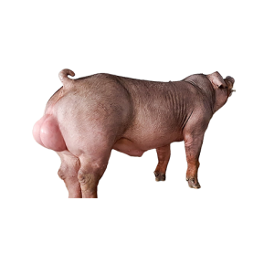 Đực Giống Duroc Đặc Biệt (GP-F400)