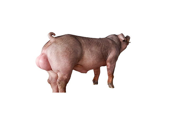 Đực Giống Duroc Đặc Biệt (GP-F400)