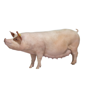 Heo Nái 2 máu Axiom (PS)