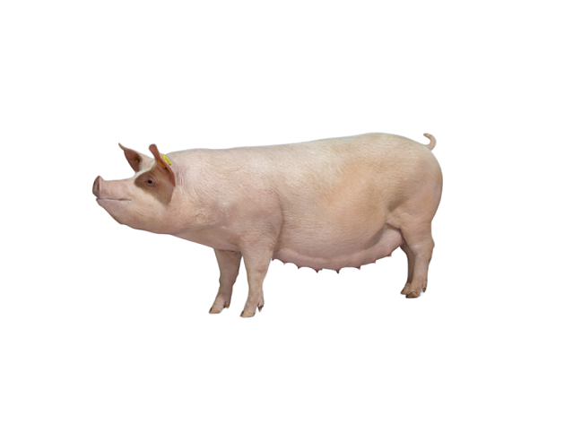 Heo Nái 2 máu Axiom (PS)