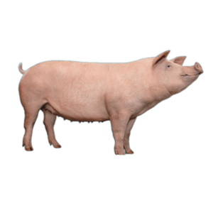 Nái Danish Yorkshire GP-Y1