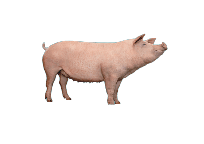 Nái Danish Yorkshire GP-Y1