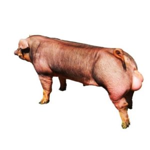 Đực giống Duroc Xuất Sắc (GP-F300)