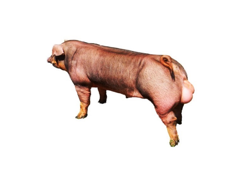 Đực giống Duroc Xuất Sắc (GP-F300)